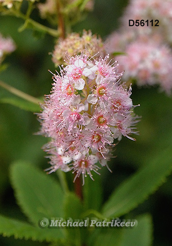 Narrowleaf Meadowsweet (Spiraea alba)